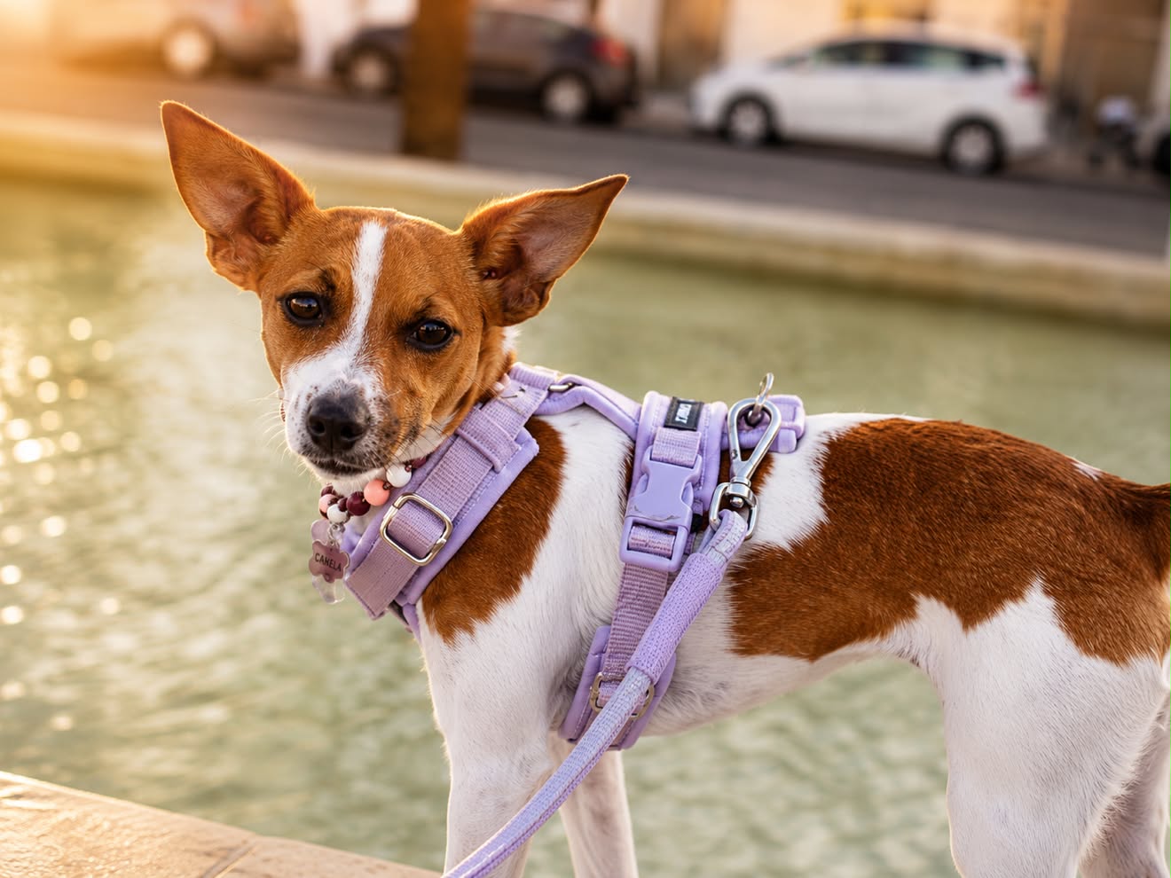 Lilac Adjustable No-Pull Dog Harness