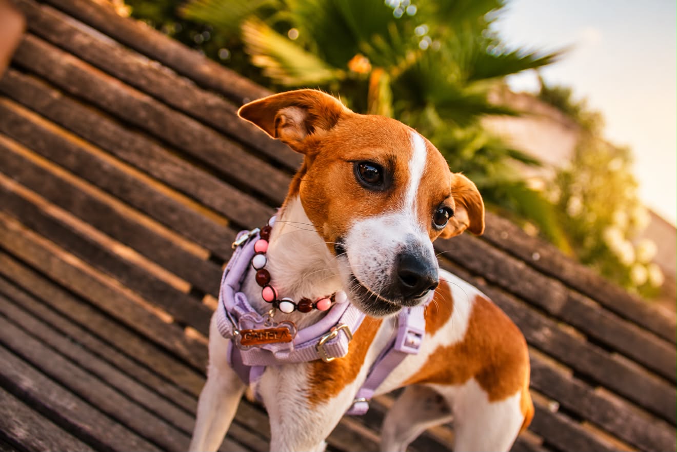 Lilac Adjustable No-Pull Dog Harness