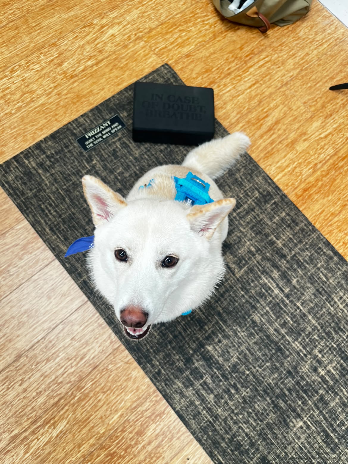 Blue Sherpa Adjustable Dog Harness