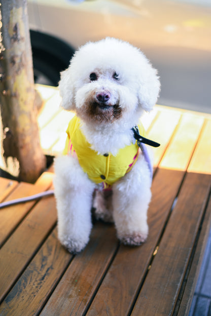 Le Puffer - Orange & Yellow