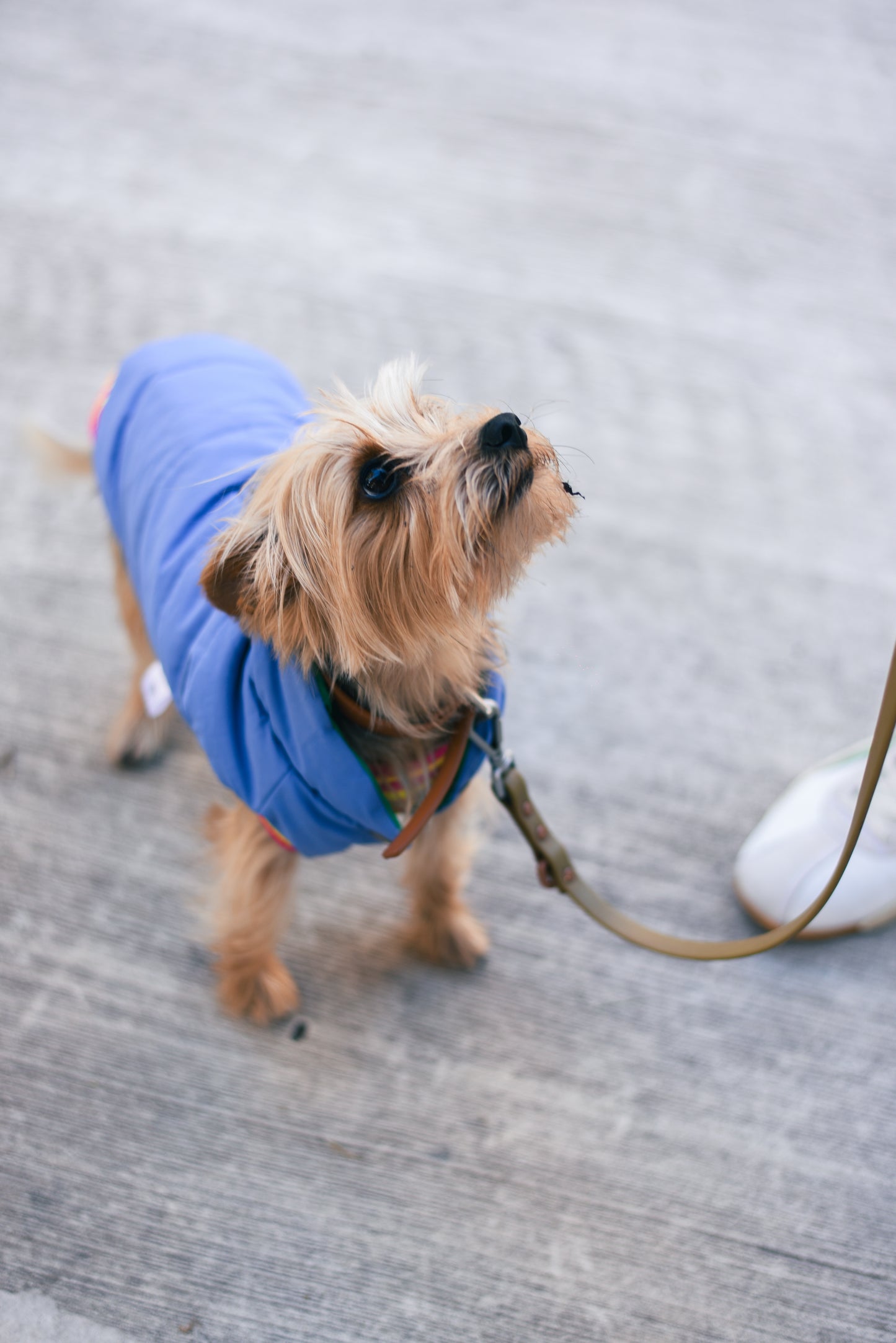 Le Puffer - Blue & Green