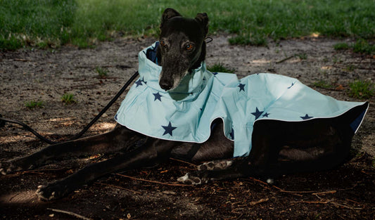 The blue stars raincoat