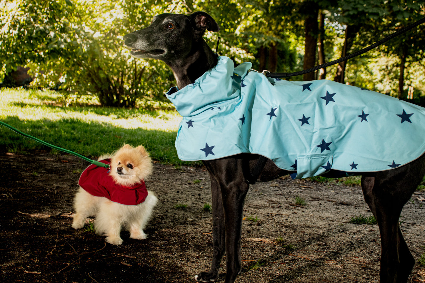 The blue stars raincoat