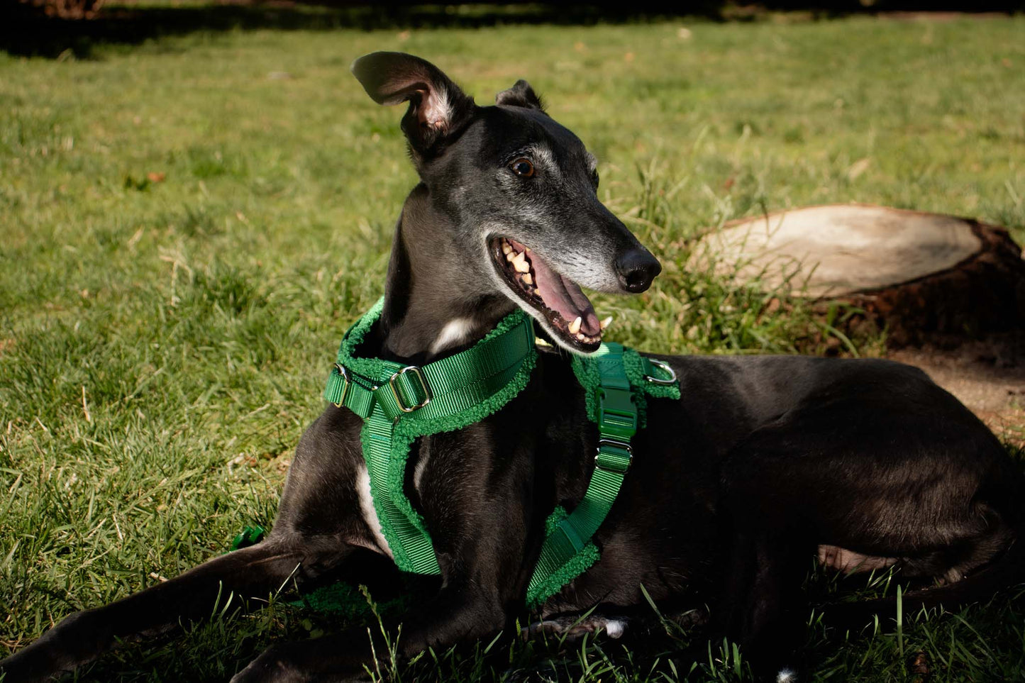 Green Adjustable No-Pull Dog Harness & Hands-Free Leash Set