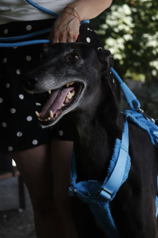 Blue Adjustable No-Pull Dog Harness & Hands-Free Leash Set