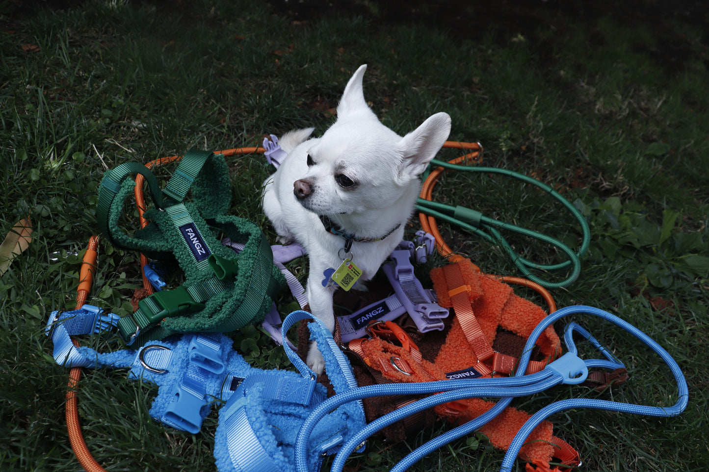 Blue Adjustable No-Pull Dog Harness & Hands-Free Leash Set