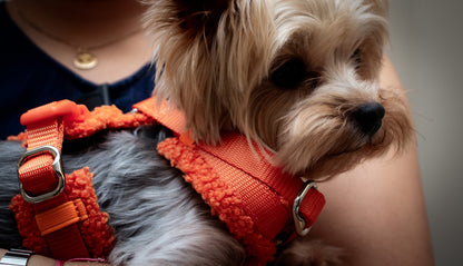 Orange Adjustable No-Pull Dog Harness & Hands-Free Leash Set