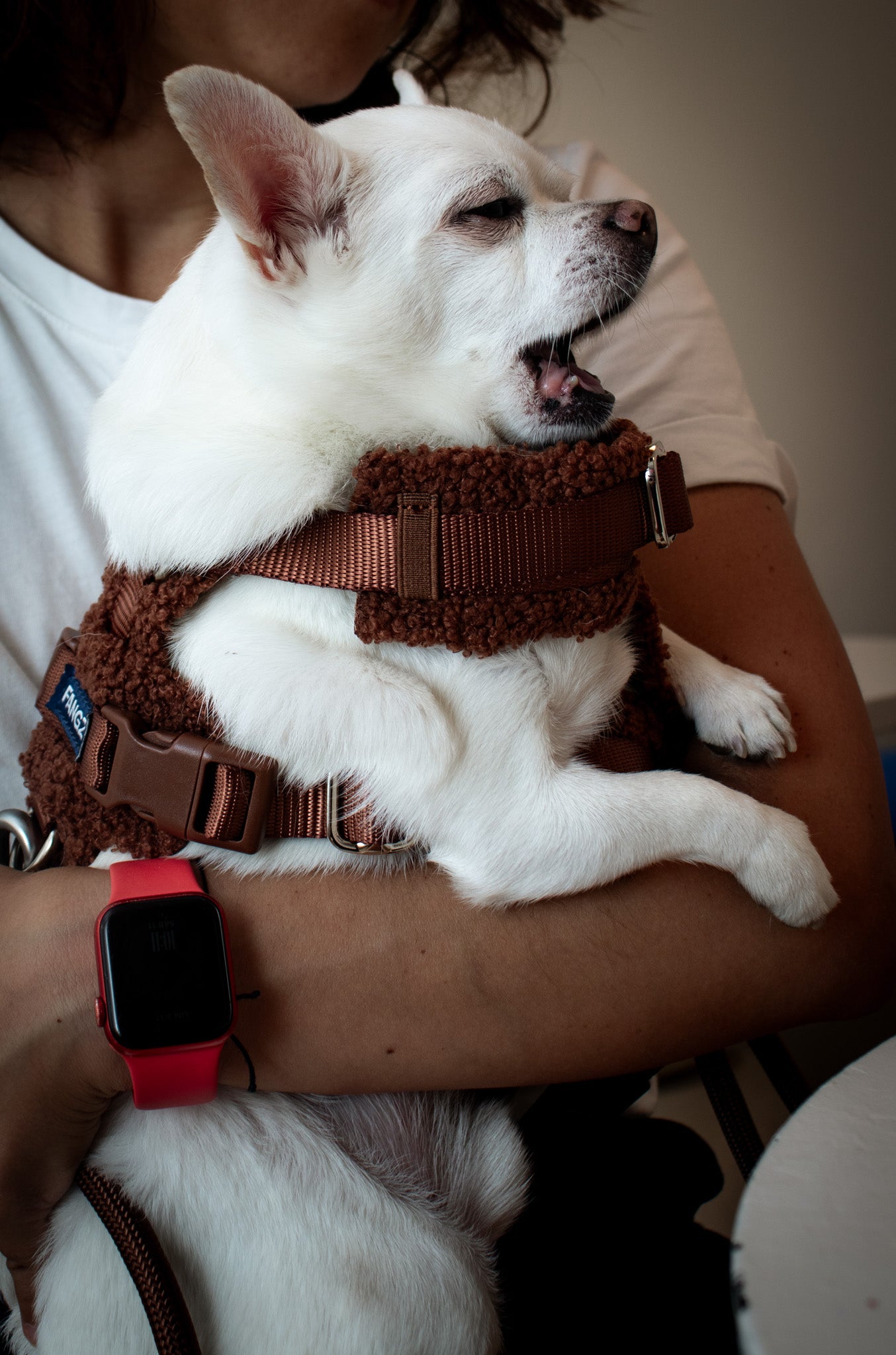 Brown Adjustable No-Pull Dog Harness & Hands-Free Leash Set