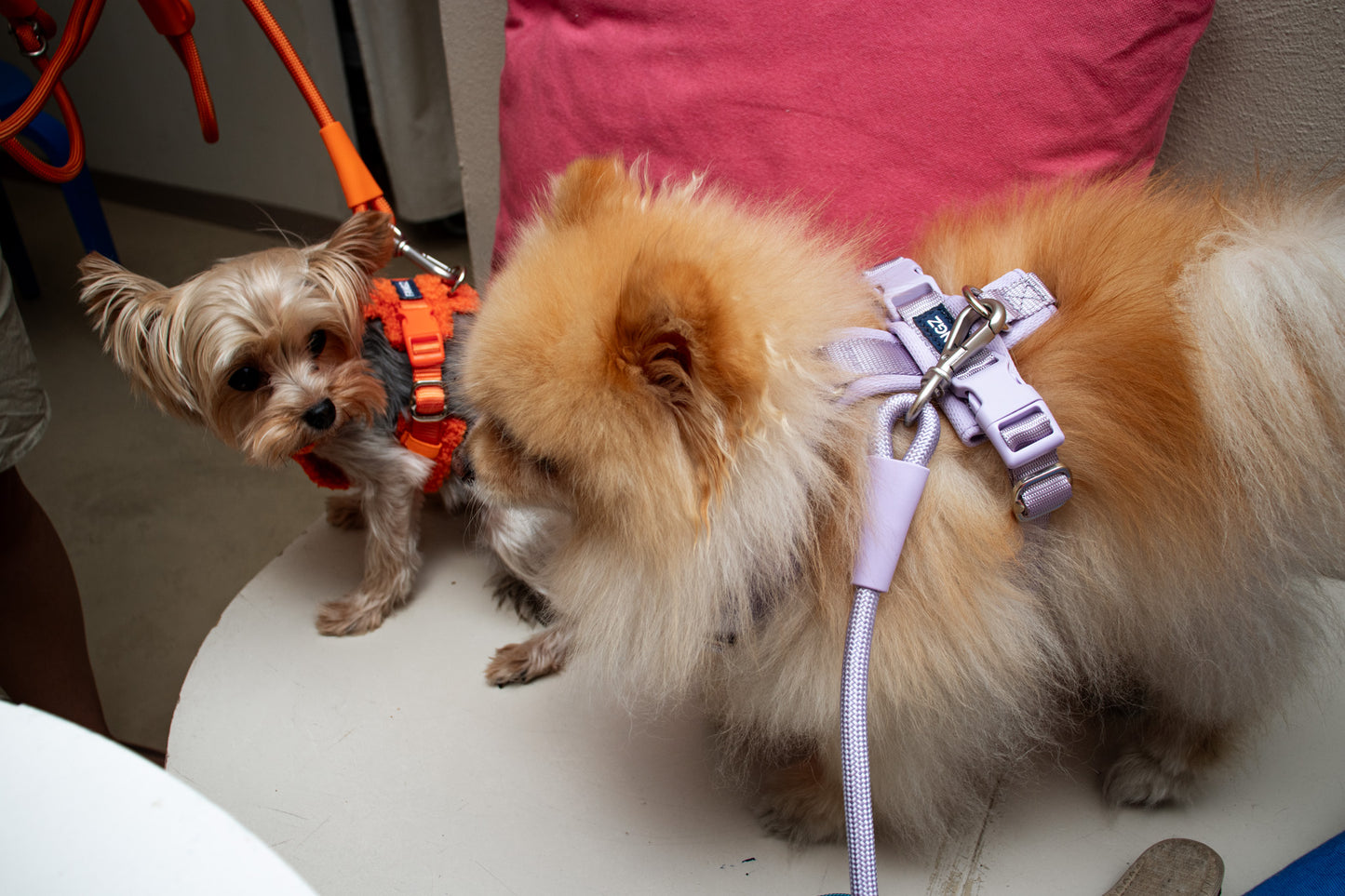 Orange Adjustable No-Pull Dog Harness & Hands-Free Leash Set