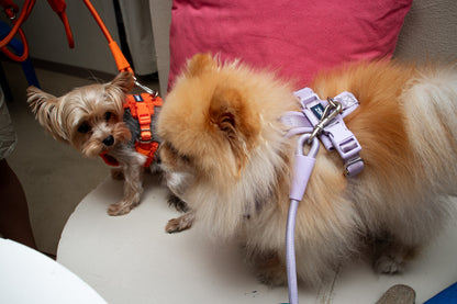 Orange Adjustable No-Pull Dog Harness & Hands-Free Leash Set