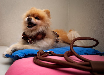 Brown Adjustable No-Pull Dog Harness & Hands-Free Leash Set