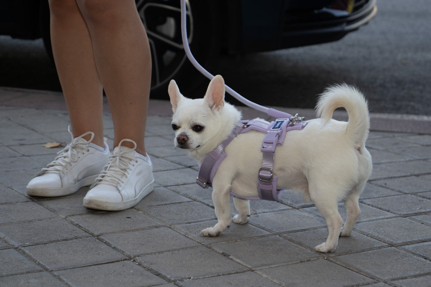 Lilac Adjustable No-Pull Dog Harness & Hands-Free Leash Set