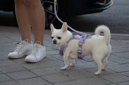 Lilac Adjustable No-Pull Dog Harness & Hands-Free Leash Set