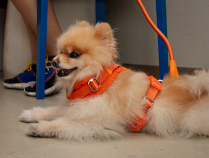 Orange Adjustable No-Pull Dog Harness & Hands-Free Leash Set