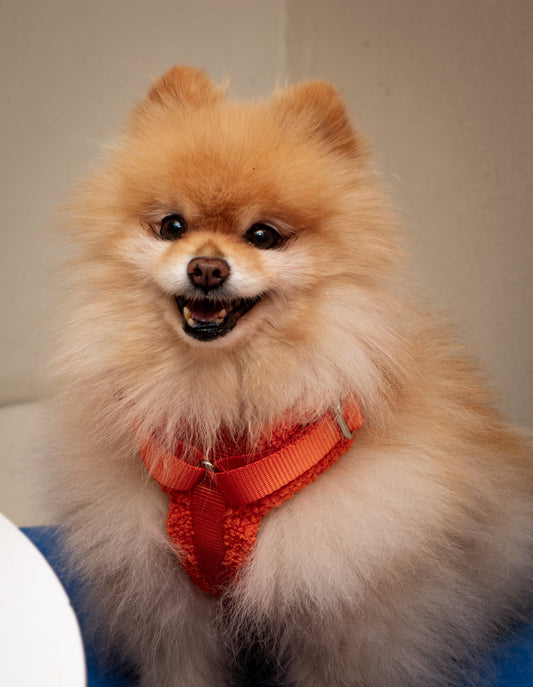 Orange Adjustable No-Pull Dog Harness & Hands-Free Leash Set