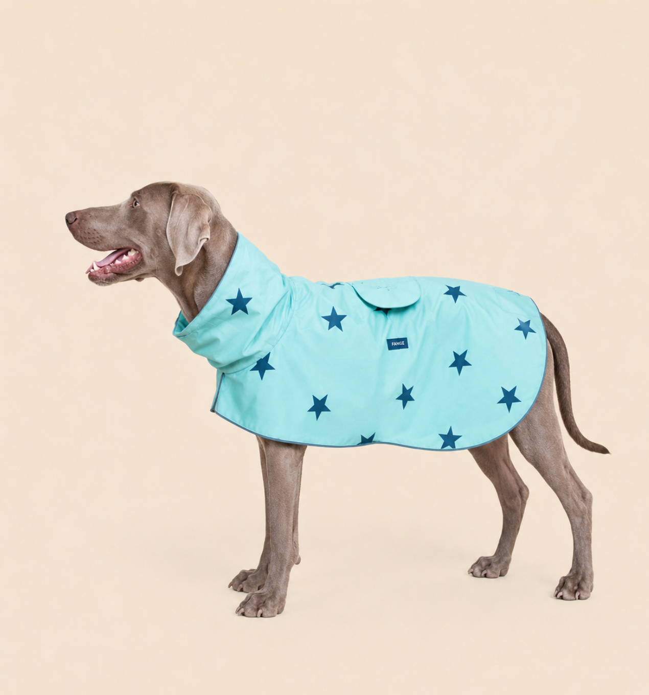 The blue stars raincoat