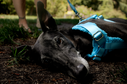 Blue Adjustable No-Pull Dog Harness & Hands-Free Leash Set