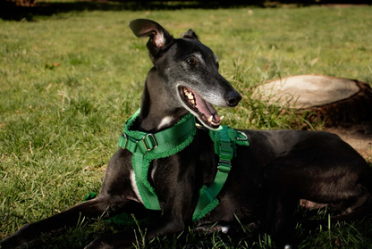 Green Sherpa Adjustable Dog Harness