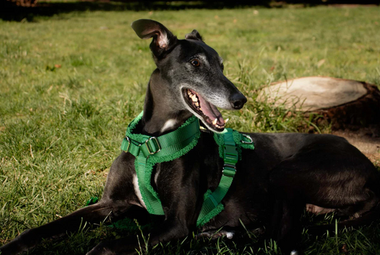 Green Sherpa Adjustable Dog Harness