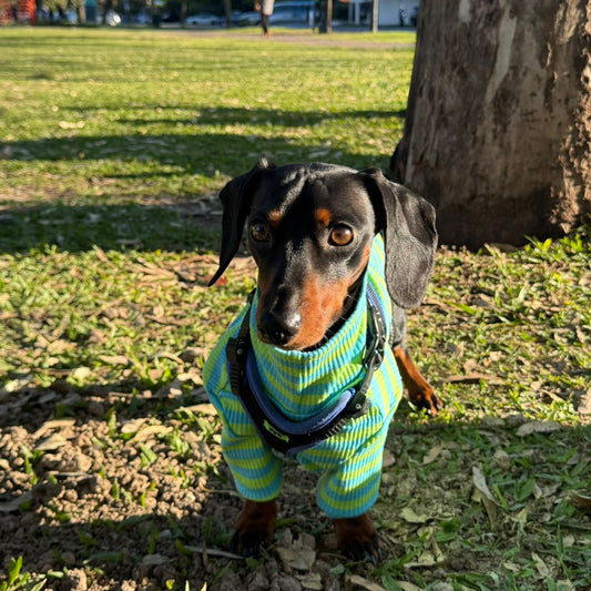 Le Tee Long - Green & Light Blue