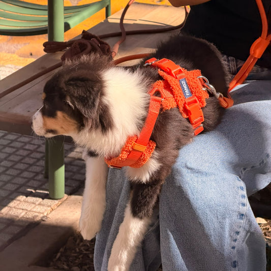 Orange Adjustable No-Pull Dog Harness & Hands-Free Leash Set