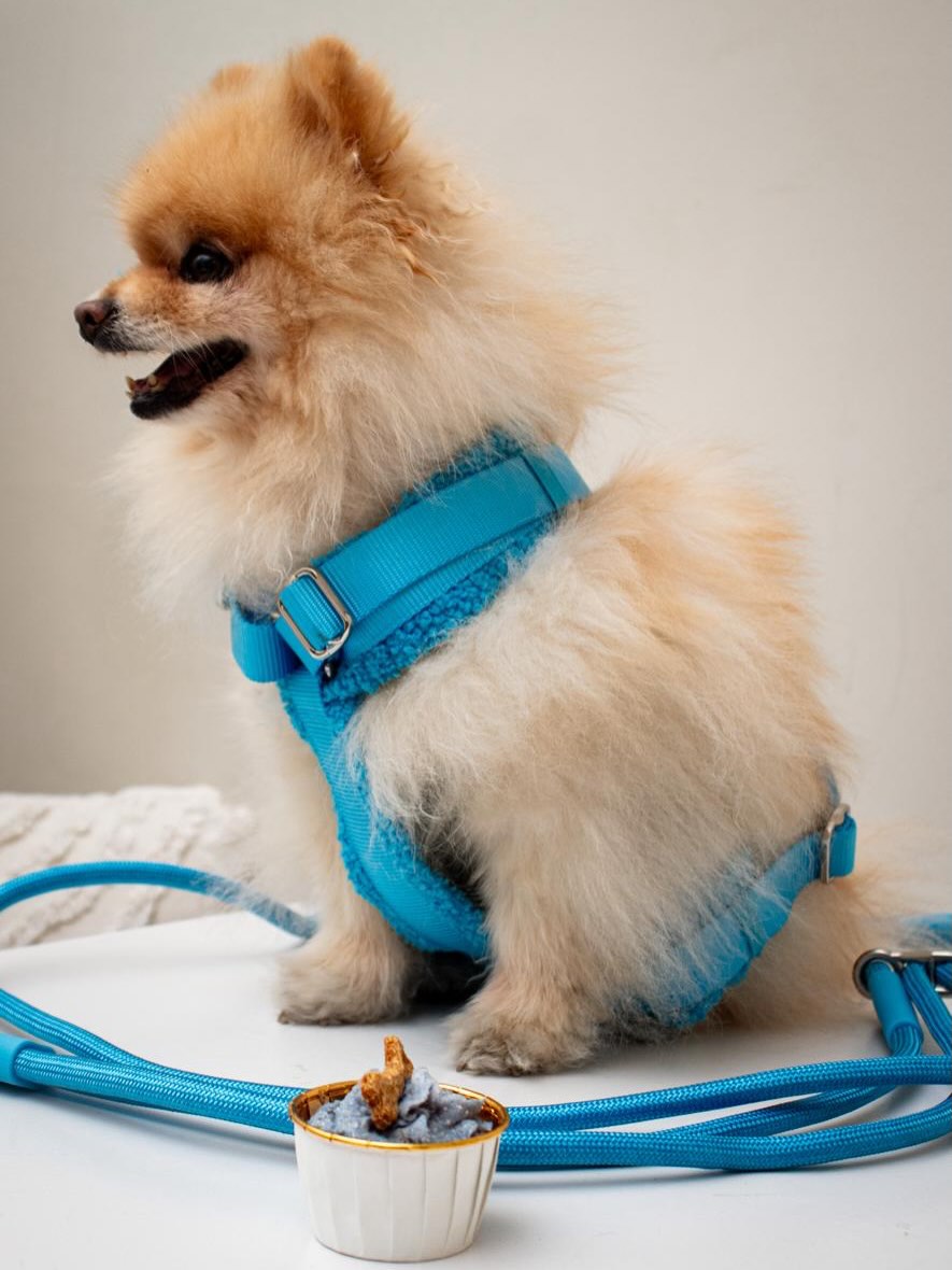 Blue Sherpa Adjustable Dog Harness
