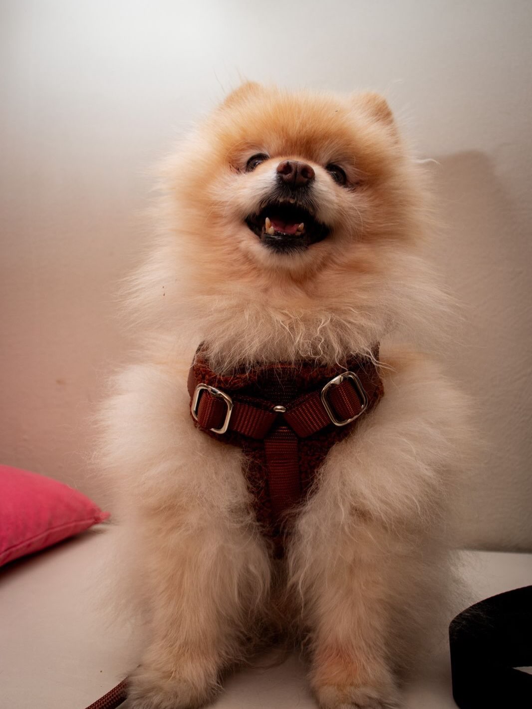 Brown Sherpa Adjustable Dog Harness